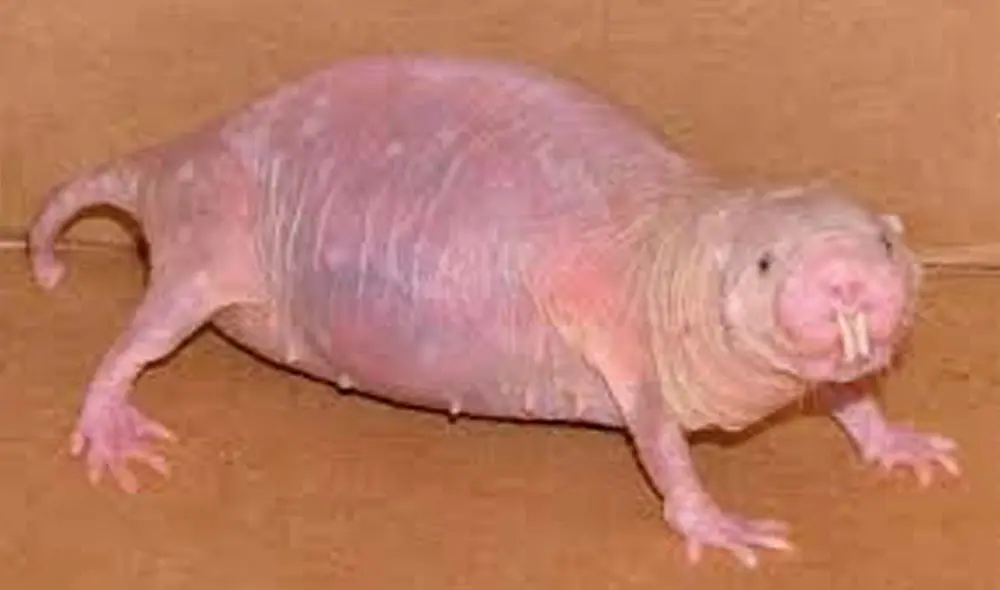 Son uno de los animales más interesantes para entender los misterios de la longevidad. Foto: difusión