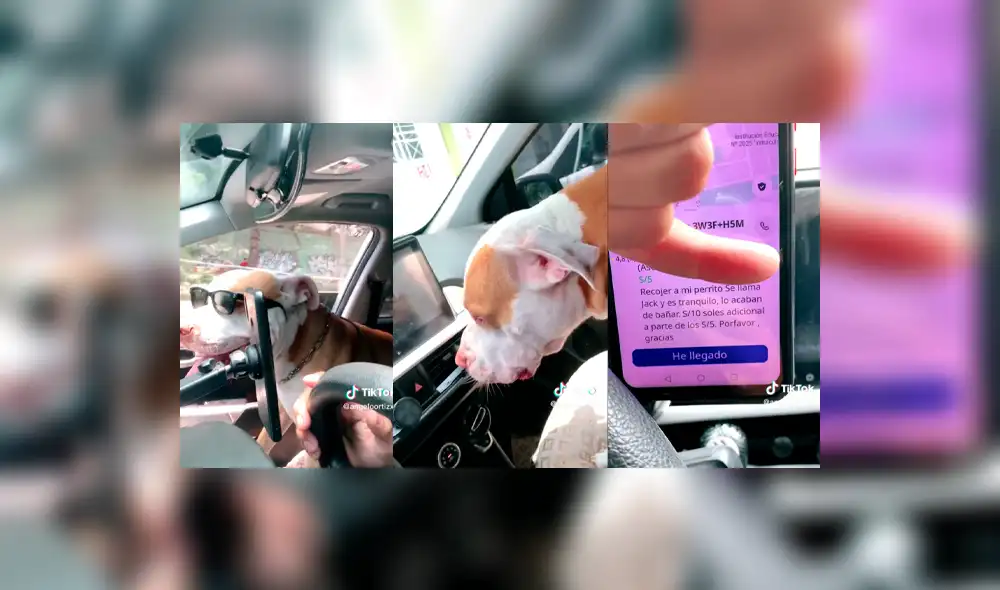 En un principio, el chofer se mostró temeroso ante la presencia del perro. Foto: composición LR/Tiktok/@angeloortizxx