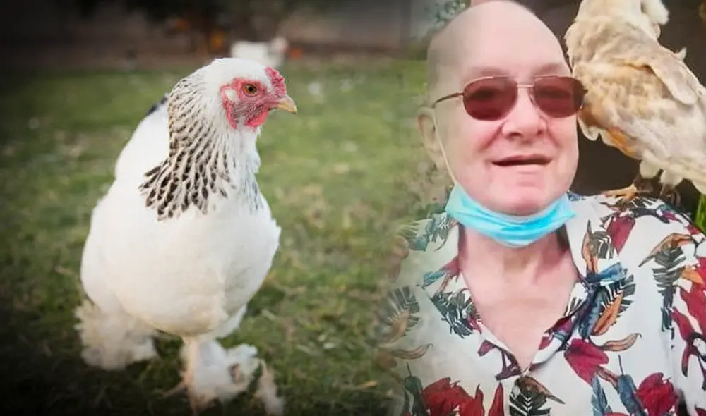 La gallina ya habia atacado a la nieta del hombre en Irlanda. Foto: composición LR/iStoock/familia de Jasper Kraus