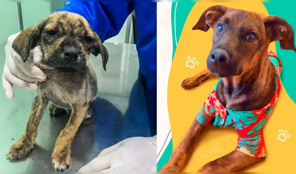 Choripan a los 15 días de su rescate y cómo se ve ahora. Composición: LR / Foto: SOS Perú