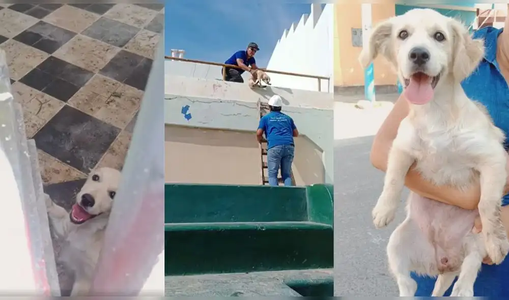 Rescataron a perrita que cayó dos metros en estadio abandonado. Composición: LR / Video: Marissa Barrantes