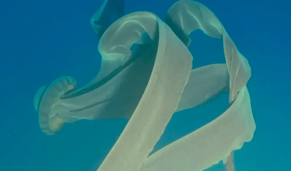 Las imágenes de la gigantesca medusa fueron reveladas en un artículo científico a finales de enero de 2023. Foto: : Antony Gilbert, Viking