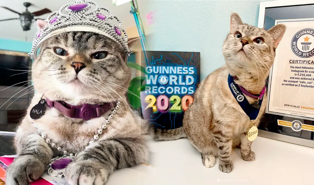 Nala fue adoptada de un refugio para animales en el 2010. Foto: composición LR/Nala Cat/Instagram