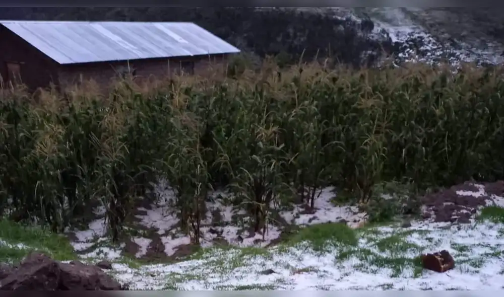 Daños. Cultivos de papa  en Cusco son afectados por las heladas meteorológicas. Foto: La República.