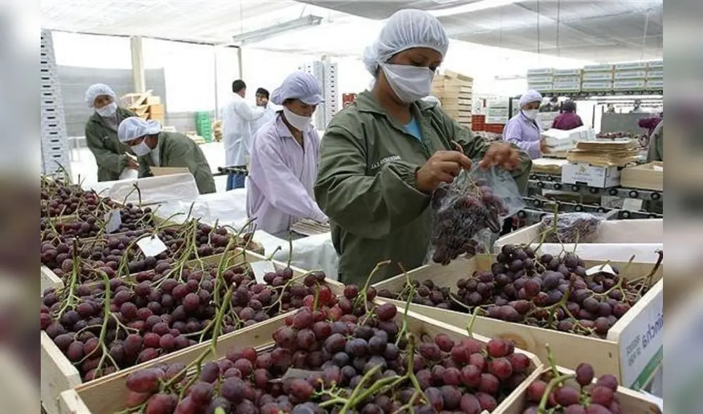 Los principales destinos de las agroexportaciones son Estados Unidos, Países Bajos, España, Reino Unido, Hong Kong, Ecuador, China, Alemania, Canadá y Colombia. Foto: Andina Los principales destinos de las agroexportaciones son Estados Unidos, Países Bajos, España, Reino Unido, Hong Kong, Ecuador, China, Alemania, Canadá y Colombia. Foto: Andina