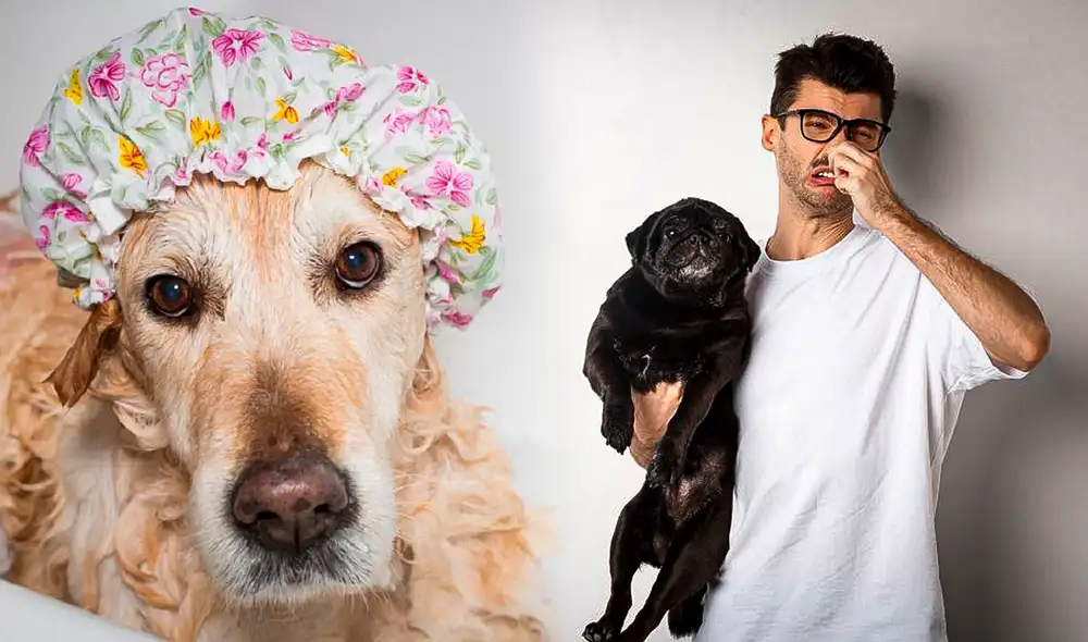 Las mascotas suelen marcar territorio dejando su olor en diversos lugares y objetos. Foto: composición LR/65ymás/difusión