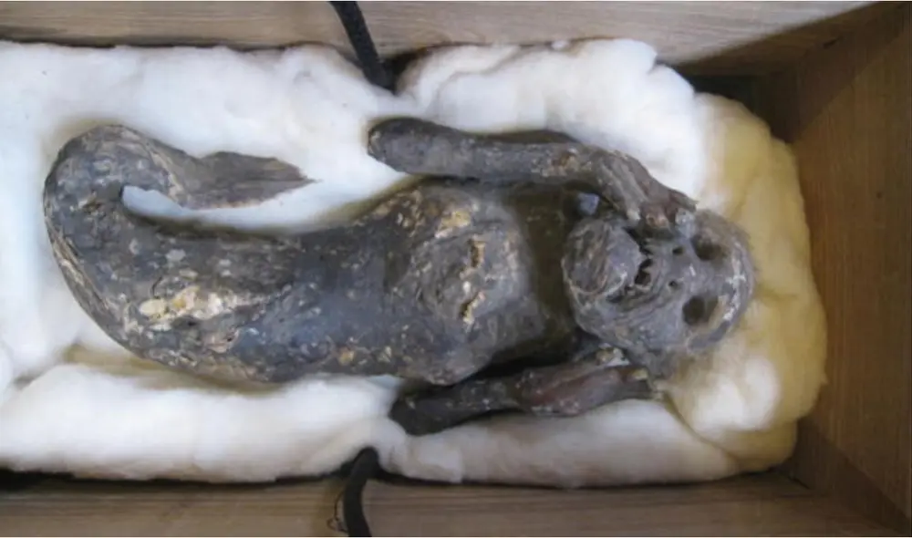 La supuesta 'momia sirena' estaba resguardad en un templo japonés. Foto: Kinoshita Hiroshi La supuesta 'momia sirena' estaba resguardad en un templo japonés. Foto: Kinoshita Hiroshi