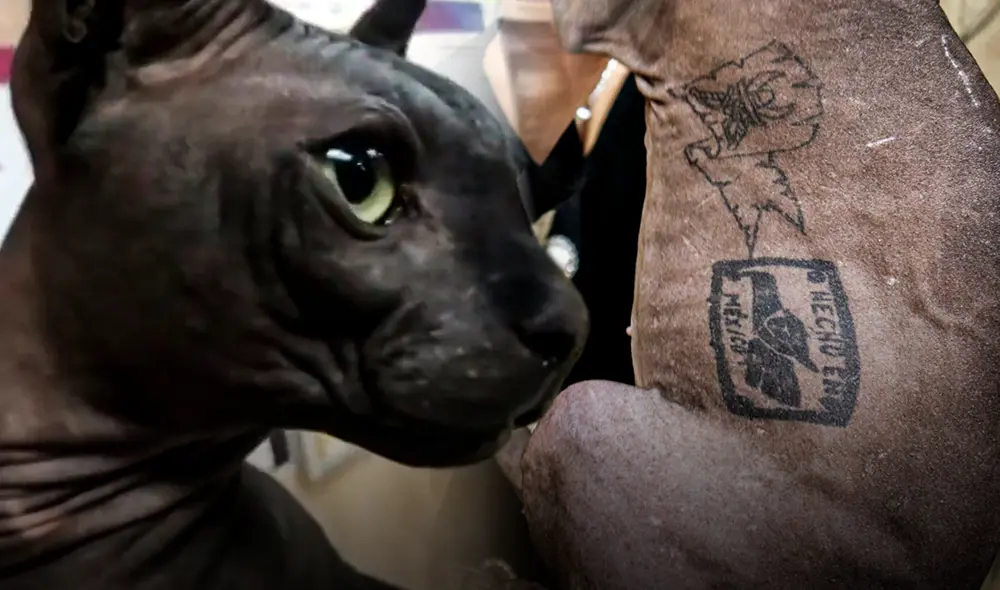 El animal fue hallado paseando por el Centro de Reinserción Social de la ciudad de Juárez. Foto: composición LR/Eje Central