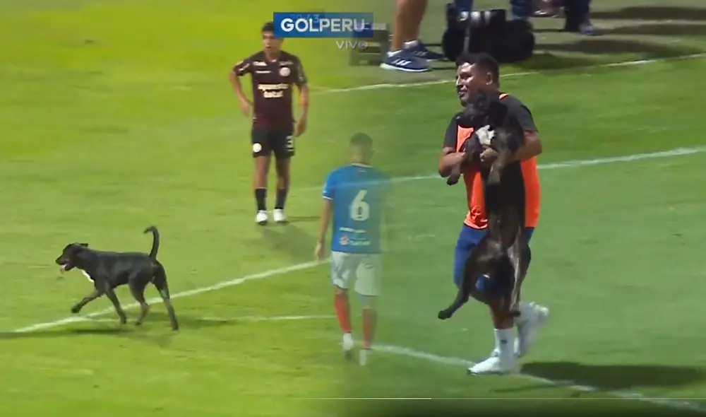 Un perro ingresó al partido de Universitario y Carlos Mannucci. Foto: captura - Video: GolPerú