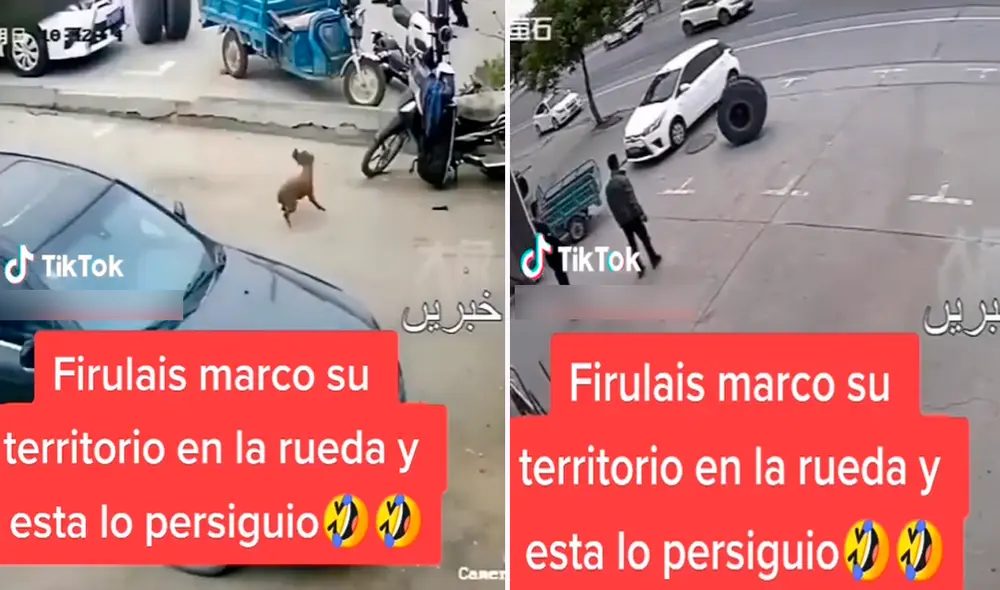 La mascota reaccionó rápido y pudo salvar su vida. Foto: composición de LR/TikTok/@Manucorazonnegro La mascota reaccionó rápido y pudo salvar su vida. Foto: composición de LR/TikTok/@Manucorazonnegro