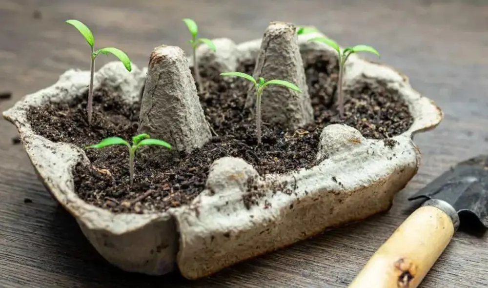 Conoce cómo crear un minihuerto casero con materiales reciclados. Foto: Minneopa Ochards