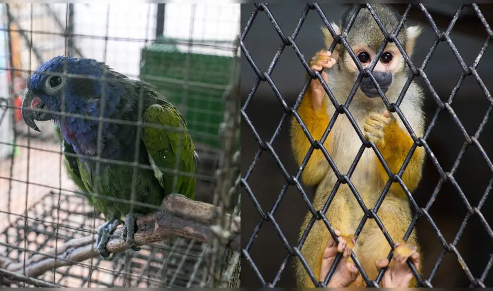 Los loros y los monos son de los animales más vendidos ilegalmente en Perú. Foto: composición LR / Serfor / Difusión