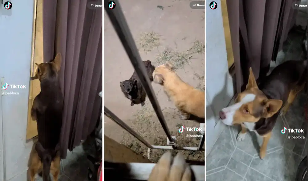 La magnífica actuación de los perritos logró convencer a los cibernautas. Foto: composición de LR/TikTok/@Jpabloca La magnífica actuación de los perritos logró convencer a los cibernautas. Foto: composición de LR/TikTok/@Jpabloca