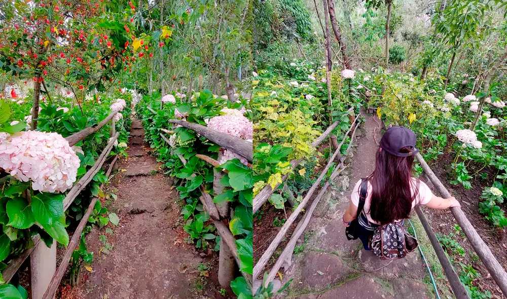 Así luce el Jardín de Hortensias. Foto: Erwin Valenzuela / URPI-LR