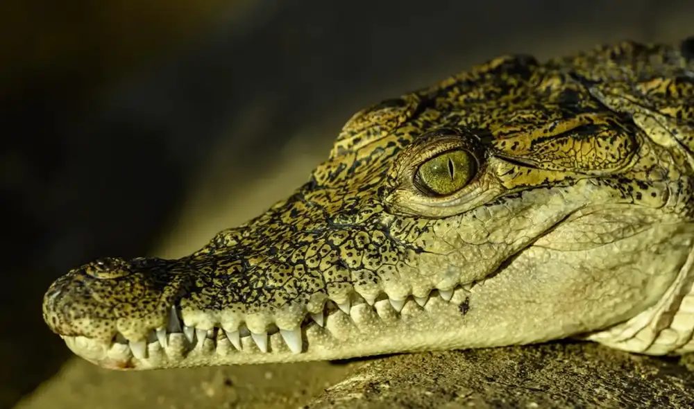 Los caimanes se pueden encontrar prácticamente en los 67 condados de Florida. Foto: Pixabay Los caimanes se pueden encontrar prácticamente en los 67 condados de Florida. Foto: Pixabay