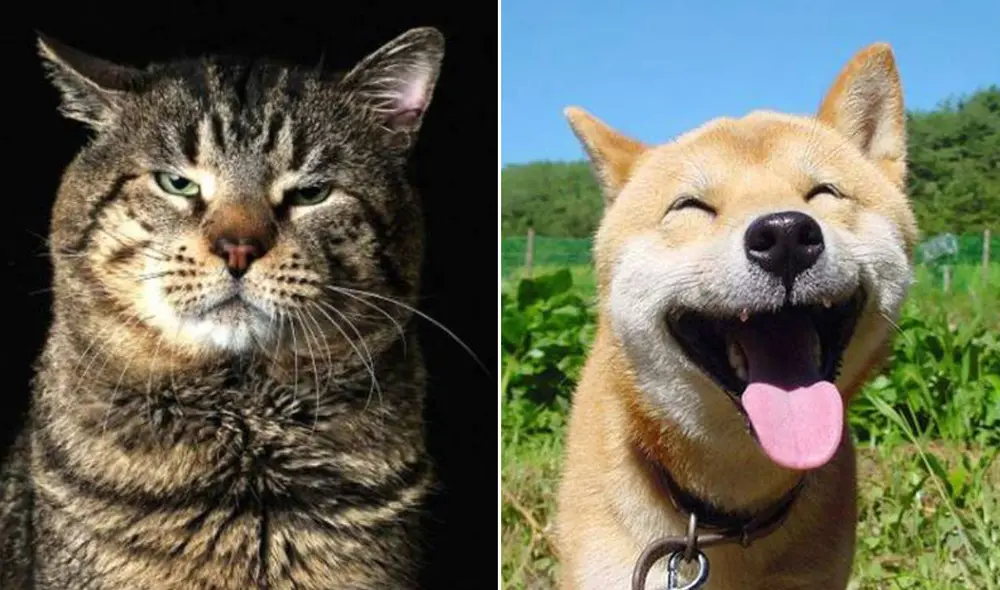 Los perros han convivido con los seres humanos mucho antes que estos domestiquen a los gatos. Foto: composición LR/Puzzle Factory/Hogarmanía Los perros han convivido con los seres humanos mucho antes que estos domestiquen a los gatos. Foto: composición LR/Puzzle Factory/Hogarmanía