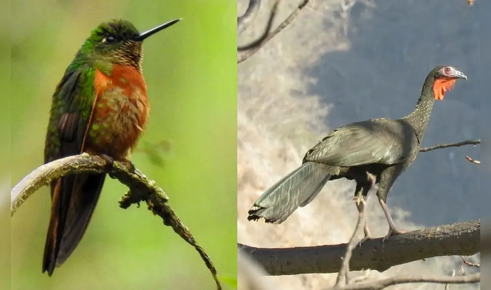 Especies de aves se ven en los bosques de Piura. Foto: La República