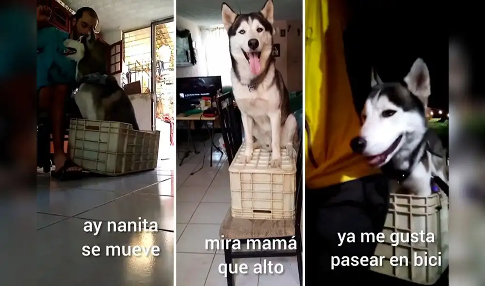 Perrito fue entrenado para montar en bicicleta y sorprende | Foto: Captura de Instagram Perrito fue entrenado para montar en bicicleta y sorprende | Foto: Captura de Instagram