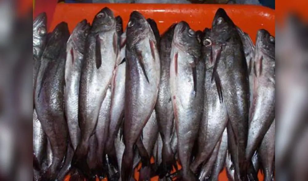 La merluza es puesta en veda por 30 días. Foto: Andina La merluza es puesta en veda por 30 días. Foto: Andina