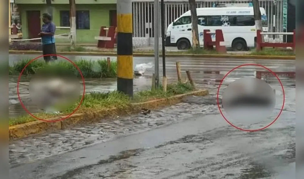Uno de los canes tenía el nombre de Yaco y era cuidado por una vecina de la zona. Foto: Wira Media