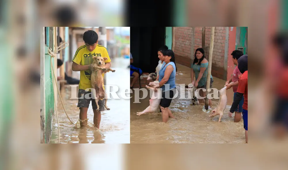 Dueños rescatan a sus animales. Foto: Clinton Medina.