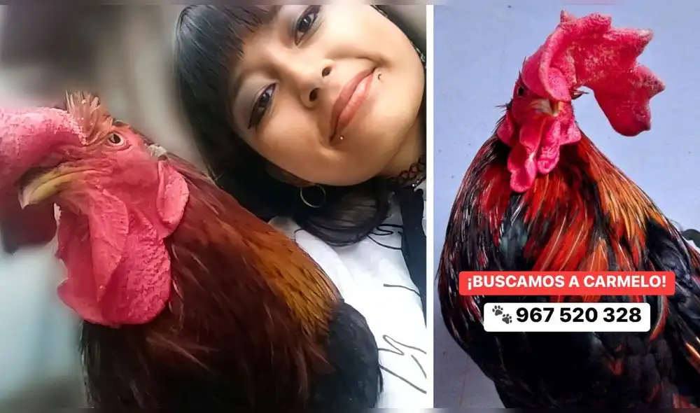 Vecinos denuncian que recicladores pueden estar involucrados en el secuestro del gallo. Foto: Estefani Enriquez/cortesía