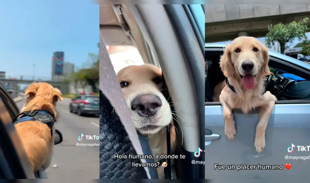 El video superó las 289.300 reproducciones. Foto: composición LOL/captura de TikTok/@MayraGalvez El video superó las 289.300 reproducciones. Foto: composición LOL/captura de TikTok/@MayraGalvez