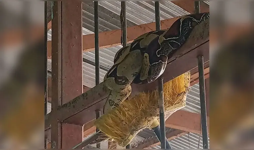 Animal superaba el metro y medio de largo. Foto: Región Loreto Noticias