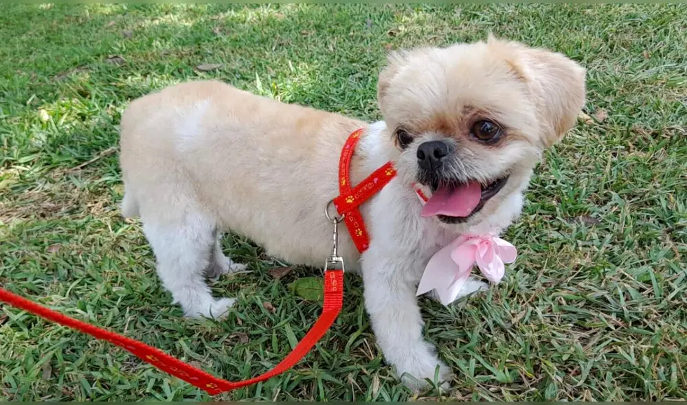 El can llevaba un arnés rojo, tiene 10 años y padece de diabetes. Foto: LR/cortesía