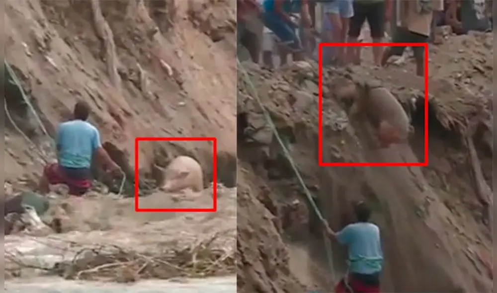 Cerdo es rescatado del río Chillón. Foto y video: Canal N Cerdo es rescatado del río Chillón. Foto y video: Canal N
