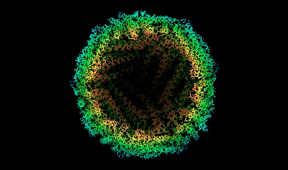 Imagen de una proteína tomada con criomicroscopía electrónica. Foto: Paul Emsley / MRC Laboratory of Molecular Biology