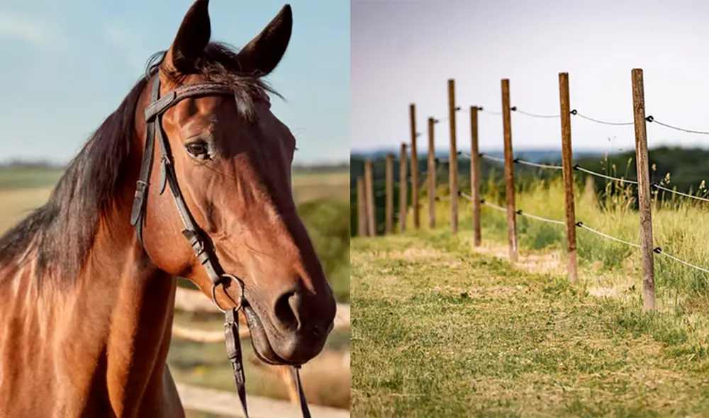 La dueña no se percató de que el alambre estaba electrificado. Ambos murieron. Foto: composición LR / Del Paraguay