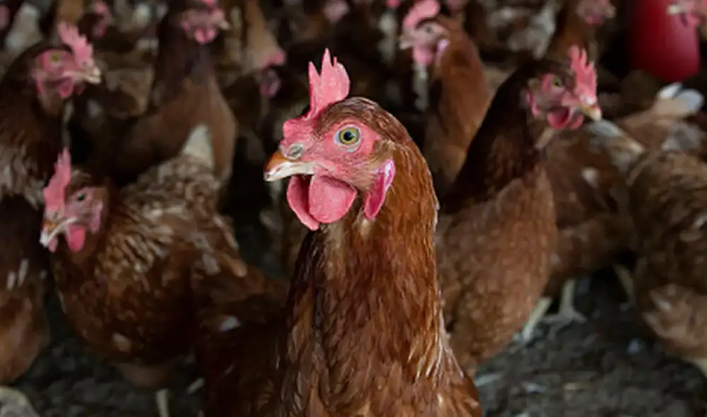Según la OMS, la gripe aviar afecta principalmente a las aves domésticas y es considerada altamente mortal. Foto: Nius Según la OMS, la gripe aviar afecta principalmente a las aves domésticas y es considerada altamente mortal. Foto: Nius