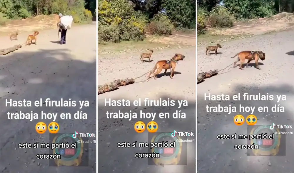 Ver al animal trabajando junto con su dueño conmovió los corazones de miles en redes. Foto: composición LR/TikTok/@Elrashitooficial