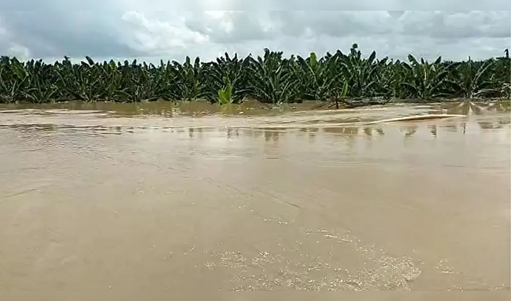 Los cultivos resultaron afectados son del Medio y Bajo Piura. Foto: composición LR/captura de video/Juan Nunura - Video: Juan Nunura