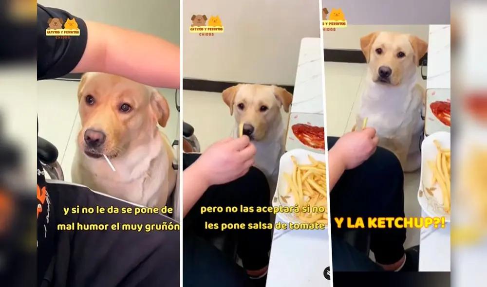 Perrito se indigna y reclama a su dueño que le ponga ketchup a sus papas fritas: "¡Respétame!" Perrito se indigna y reclama a su dueño que le ponga ketchup a sus papas fritas: "¡Respétame!"