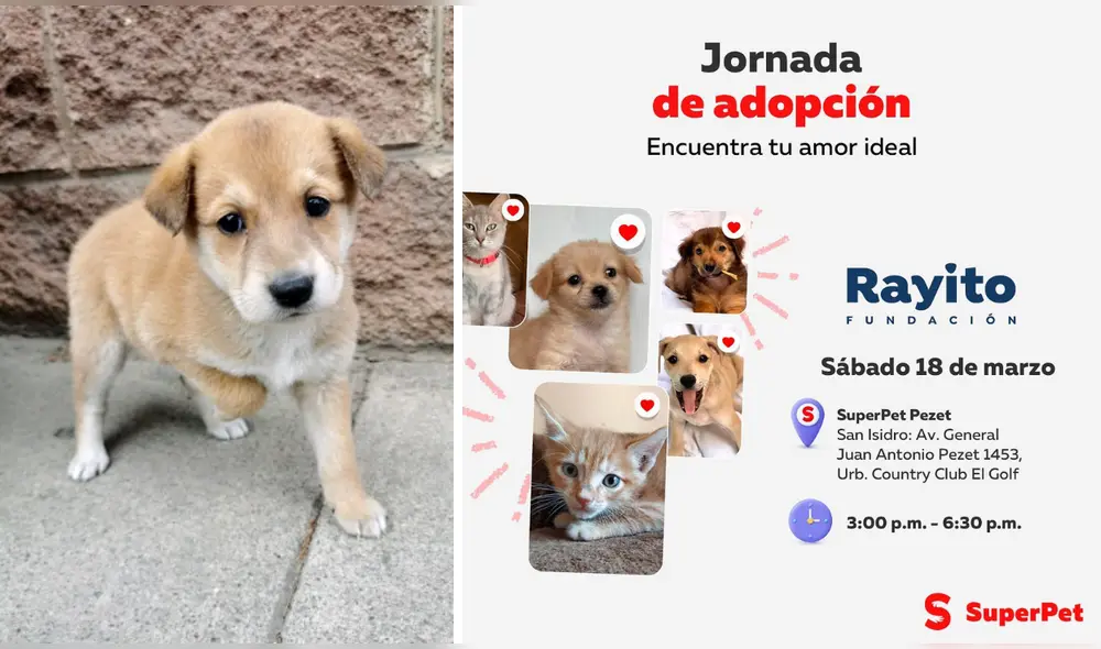 Uno de los requisitos de adopción es tener más de 21 años de edad. Foto: composición LR/Facebook - Super Pet Uno de los requisitos de adopción es tener más de 21 años de edad. Foto: composición LR/Facebook - Super Pet