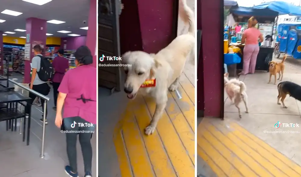 Usuarios no dejaron de reír con el travieso lomito. Foto: composición LR/ TikTok/@Edualessandroarau