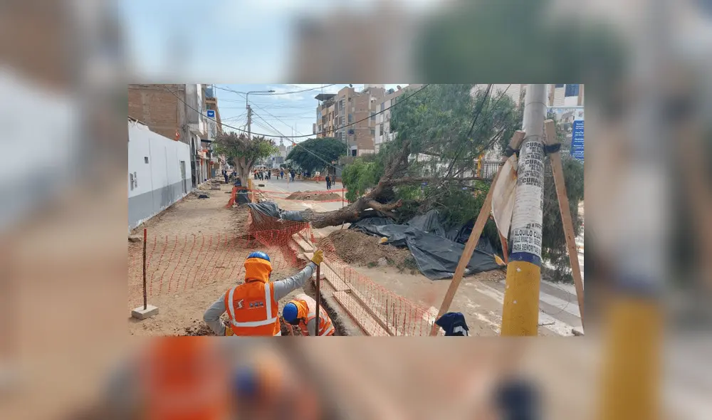 Jorge Alfaro señaló que se remitieron informes a la MPCH sobre los lineamientos para la poda de los árboles. Foto: Rosa Quincho/URPI-LR