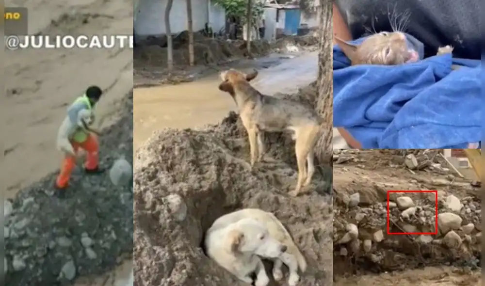 Animales abandonados tras huaicos en Lima. Foto:  composición LR/Capturas Latina