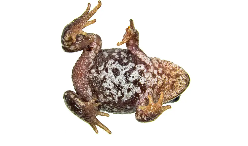 Parte anterior de la rana Phrynopus apumantarum o ‘Espíritu del Mantaro’. Foto: Luis Alberto García Ayachi