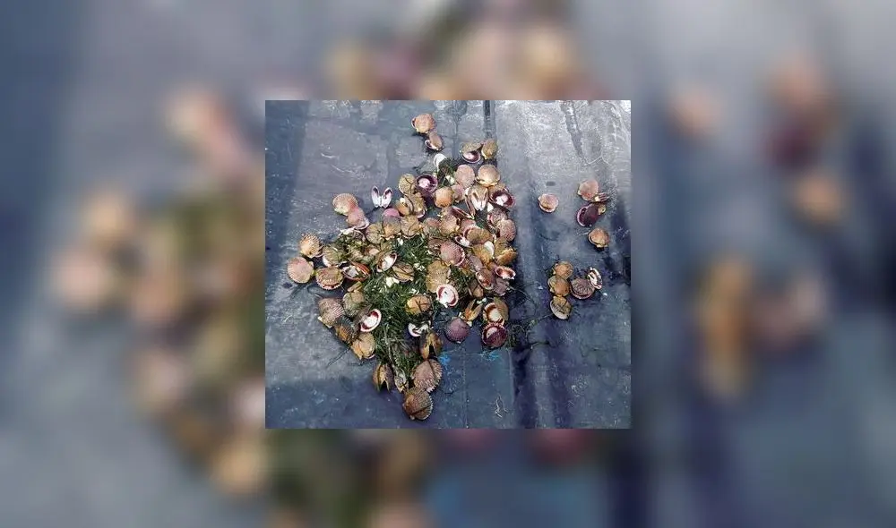 La muerte de las conchas de abanico ocasionó perjuicio económico. Foto: José Aldana