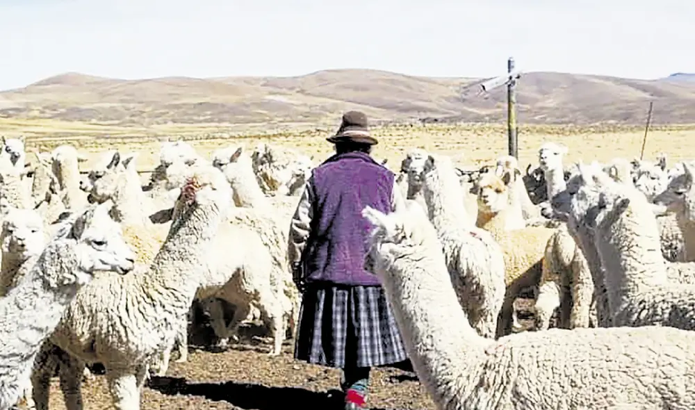 En problemas. Sector agrario y ganadero de Puno es afectado por las reducidas lluvias que se registraron en este año. Foto: La República En problemas. Sector agrario y ganadero de Puno es afectado por las reducidas lluvias que se registraron en este año. Foto: La República