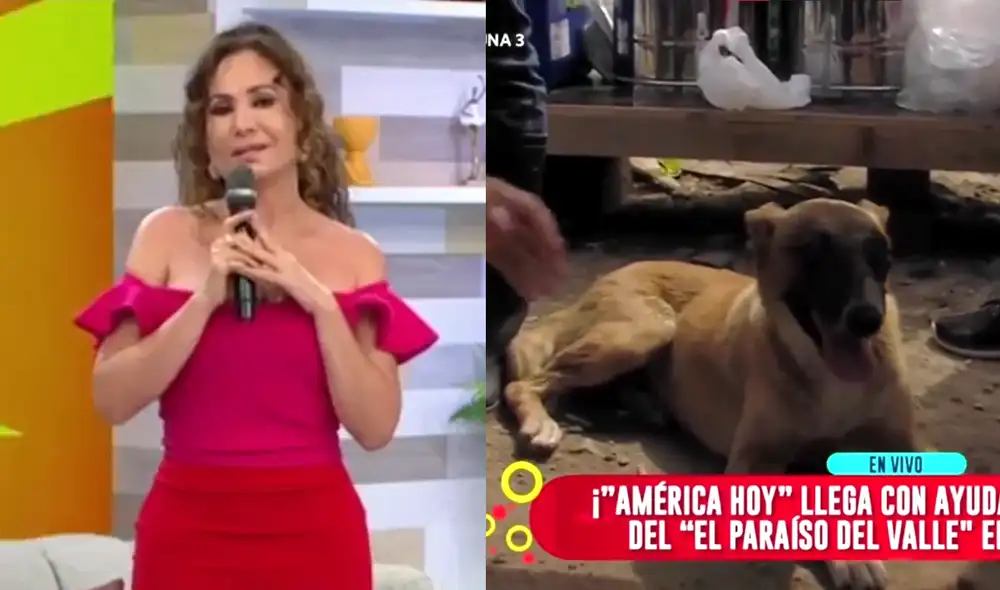 Janet Barboza se conmovió con perrito de Jicamarca. Foto: composición LR/ captura de América TV