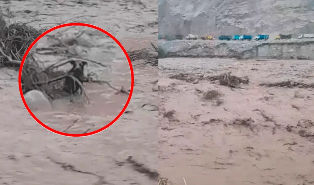 El can esperó la llegada de Junior, un joven que ingresó al río para rescatarlo. Foto: difusión/Video: Twitter