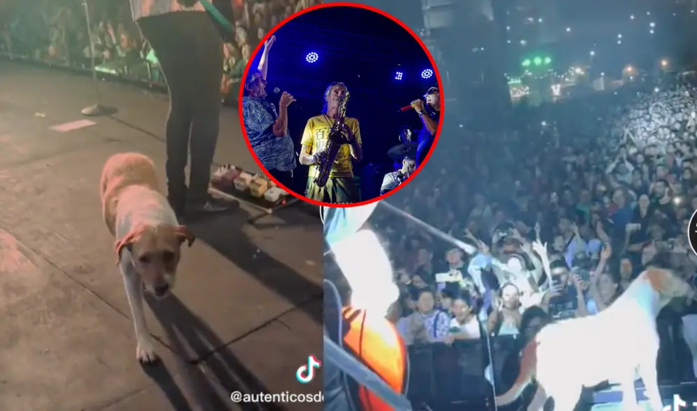 Perrito se une a Los Auténticos Decadentes en concierto y causa furor. Foto: composición LR/TikTok Perrito se une a Los Auténticos Decadentes en concierto y causa furor. Foto: composición LR/TikTok
