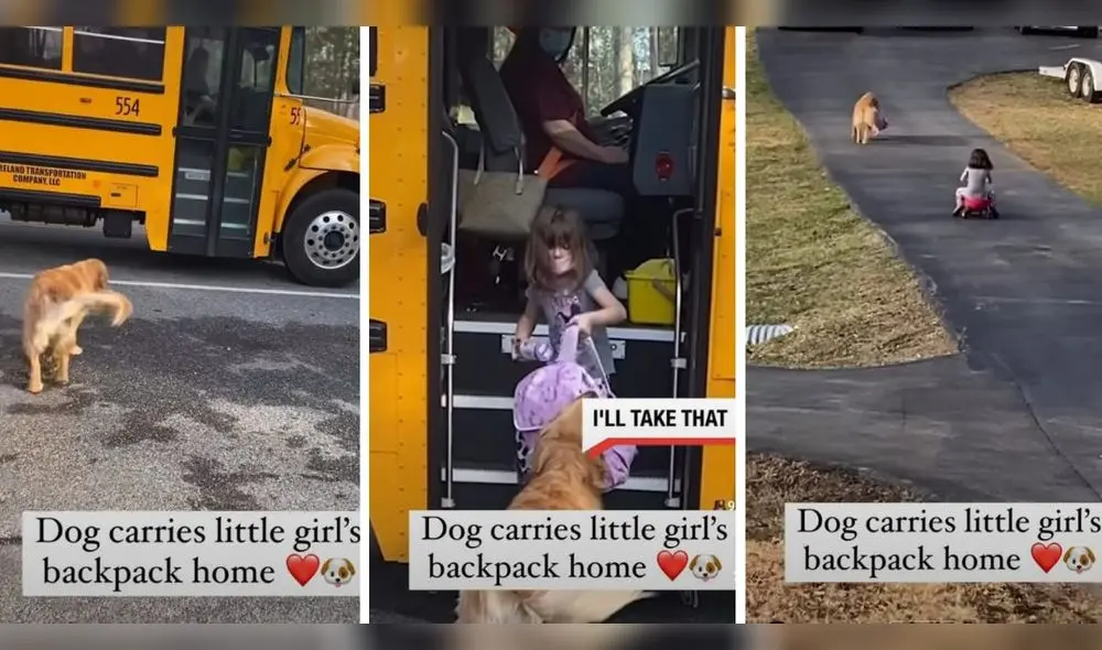 Perrito ayuda a una niña a cargar su mochila y se hace viral | Foto: Captura de Instagram Perrito ayuda a una niña a cargar su mochila y se hace viral | Foto: Captura de Instagram