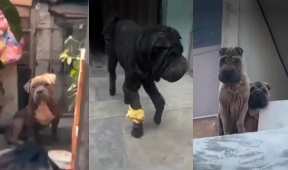 Los canes tienen fracturas en las patas, lucen desnutridos y con llagas en la piel. Foto y video: ATV