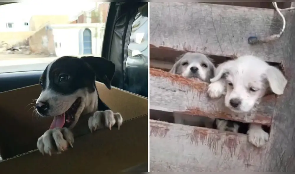 SOS Rescate pide ayuda para continuar rescatando animales de las calles. Foto: Composición LR / SOS Rescate / Cortesía