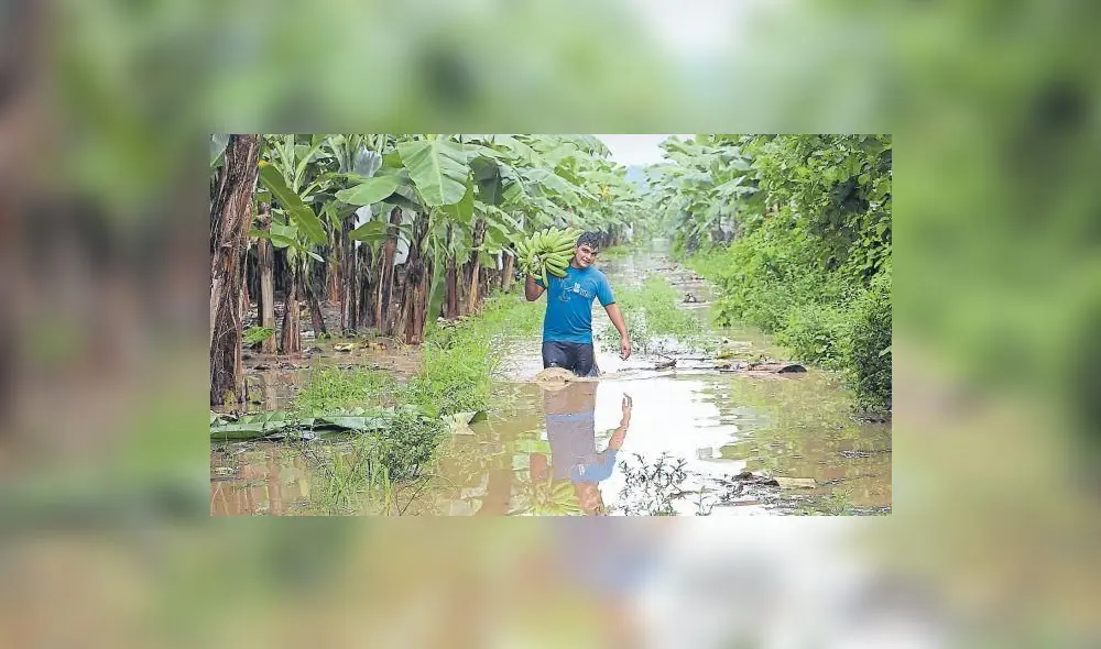 Midagri también cofinanciará el Seguro Agropecuario. Foto: Senasa